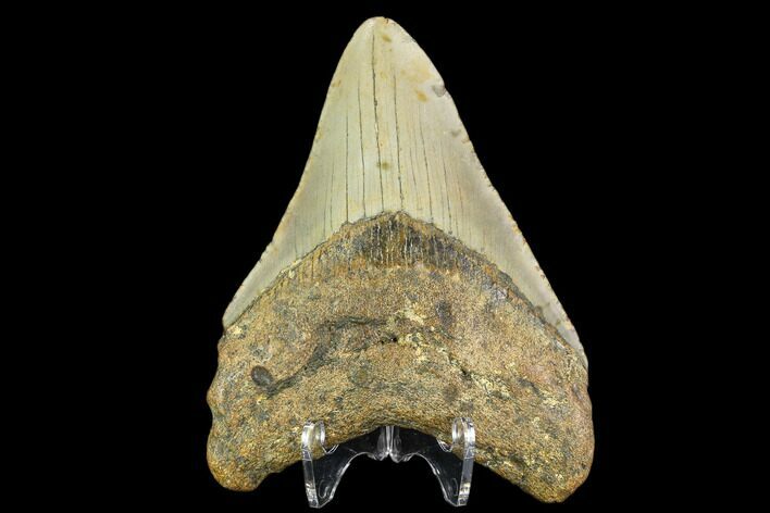 Fossil Megalodon Tooth - North Carolina #109880